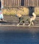 Dressed Golden Retriever Goes On Little Walk