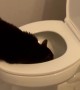 Cat Prefers To Drink From Toilet