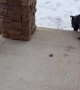 Guard Dog Fears Snow