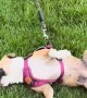 Dog Slides Across Grass With Harness