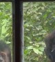Monkey At The Window