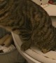 Polite Cat Pees In Open Toilet
