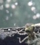 Dragonfly Nymph Lurks And Strikes
