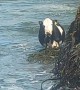 SeaCow Grazes on SeaWeed