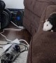 Family of Guinea Pigs Jump From Couch