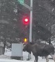 Unbothered Moose Holds Up Traffic