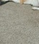 Kitten Bullies Dog Sibling With Paw Swipe