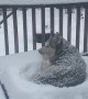 Siberian Husky Enjoys Laying Out In Snow