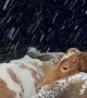 Cows Marvel At Falling Snow