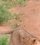 Brave Dog Barks At Baffled Lioness
