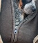 Blue Heeler Puppy Cuddles Inside Sweatshirt