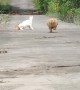 Orange Cat Zoomies