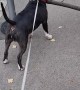 Bull Terrier Carries Massive Branch Down Street