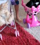 Cat Gets Ride In Doll Stroller
