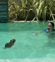 Capybara Swims in Pool
