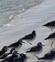 One-legged Birds in Florida