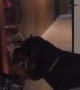 Polite Rottweiler Closes the Door for Us