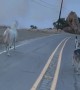 Saving Our Animals From The Palisades Fire