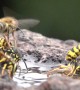 German Wasps and Honeybees In Slow Motion