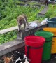 Monkey Scares Dogs Away While Eating Garbage