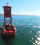 Gull Brings Good Luck To Sea Lion's Head