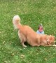 Golden Retriever Bowls Over Baby