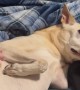 Dexterous Doggo Deftly Evades Touch
