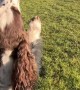 Two Dogs Hop Across Field On Two Feet