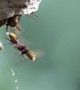Hornet Disposes Of Body's Liquid Waste