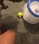 Dog Doesn't Understand Toy