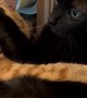 Cats Crave Opposite Kinds Of Cuddles