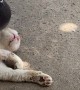 Pigeon Wakes Up Sleeping Cat