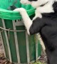 Border Collie Helps Tidy Up Dog Bags