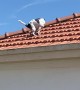 Dog Does Its Business On Roof Tiles