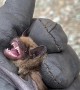 Grumpy Bat Protests Relocation
