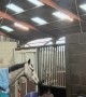 Horse Gets In The Way Of Owner Cleaning