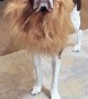 Dog Poses In Lion Mane Costume