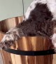 Bonnie and Simba Hide in a Bucket