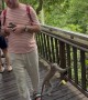 Tourist Steps on Monkey's Tail