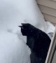 Snow Is Unstable Platform For Confused Cat
