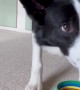 Border Collie Plays With Stacking Cups