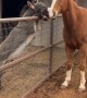 Donkey Climbs Up Fence To Hang Out With Horse
