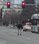 Moose Strolls Through Downtown Anchorage