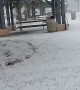 Drone Flies Through Unusually Snowy Florida