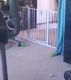 French Bulldog Jumps Over Puppy Gate