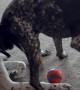 Dog Butts In To Steal Toy