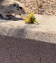 Thirsty Chipmunk Makes Great Lunch Date
