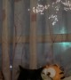 Cat Chills Wide-Eyed During New Year's Eve Fireworks