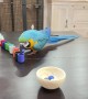 Parrot Plays Color Sorting Game