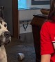 Great Dane Wants French Fries